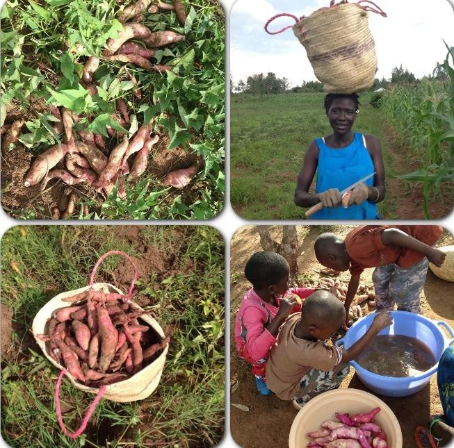 Agricultural Program